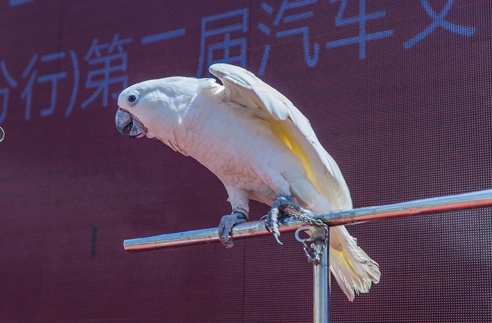 【車展第一天】遇到那個TA，放棄蘋果8......