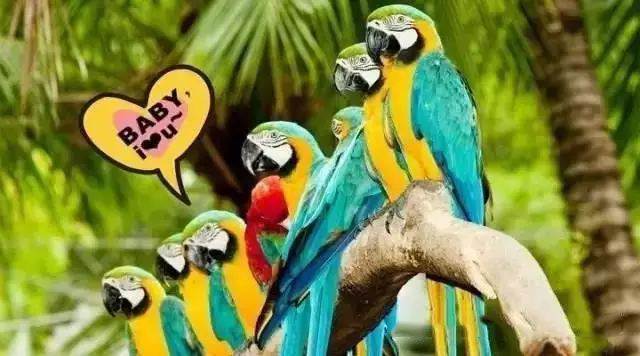 【915-918邵陽秋季車展倒計時7天】藝高鳥膽大，墻都不服，我就服niao！