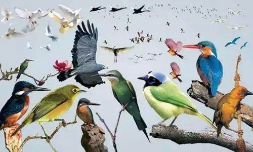 【915-918邵陽秋季車展倒計時4天】不想出門看人人人，那就改成看鳥鳥鳥！