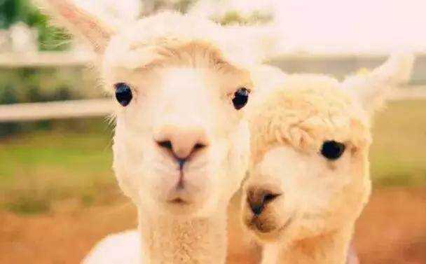  【915-918邵陽秋季車展倒計時3天】男人車展看美女，女人車展看什么？